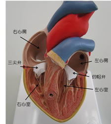 心臓内部の構造